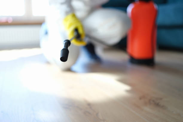 Best Attic Mold Removal  in Romulus, MI