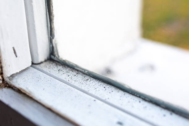 Best Post-Construction Mold Inspection  in Romulus, MI