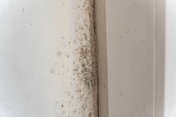 Best Real Estate Mold Inspection  in Romulus, MI