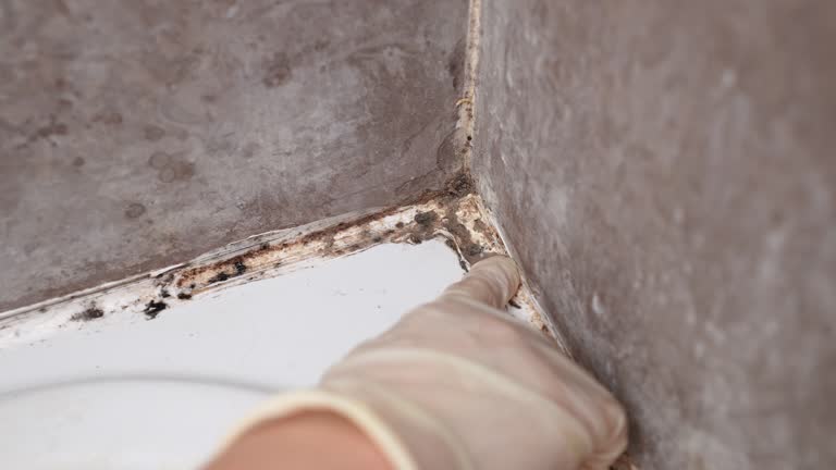 Best Mold Damage Restoration  in Romulus, MI