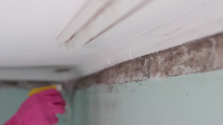  Romulus, MI Mold Removal Pros